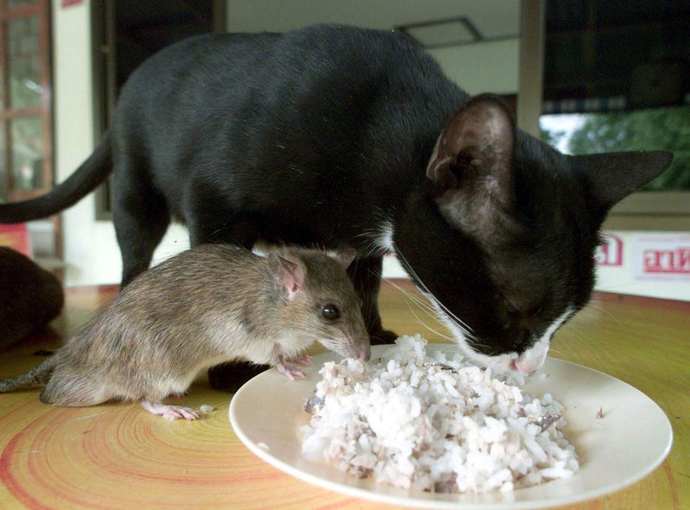 This mouse, called Jeena, clearly has no fear of Auan the cat, although no scientists were involved in the relationship. Auan became Jeena's playmate and protector after they met on a farm in Thailand. Elsewhere US scientists manged to remove fear memories from mice under laboratory conditions
