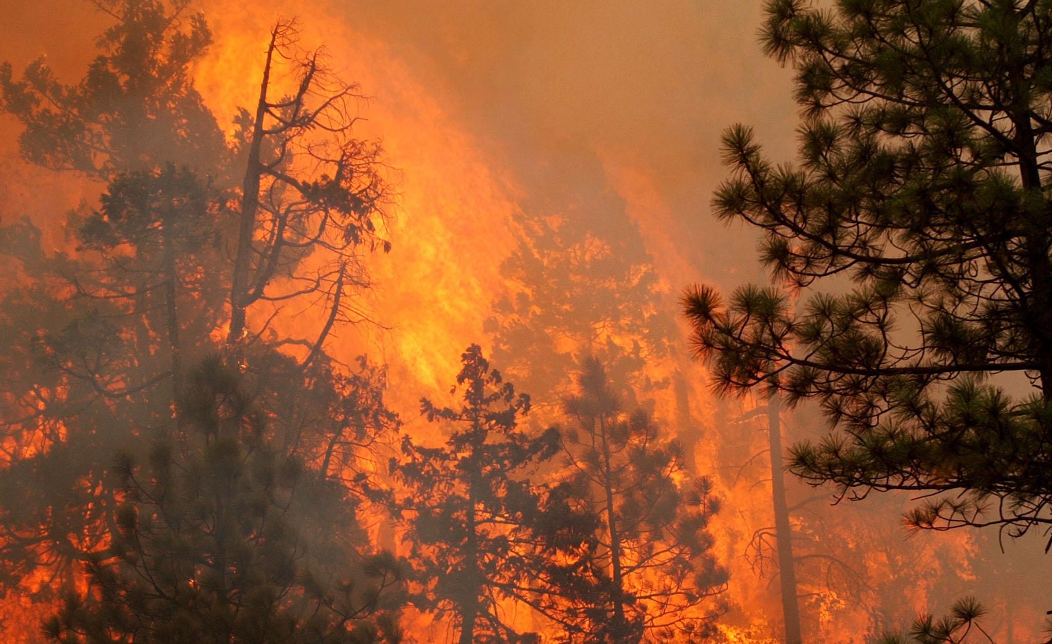 Flames rip through the Siskiyou National Forest after Hot Shot fire crews lit a burnout fire August 4, 2002 in O'Brien, Oregon