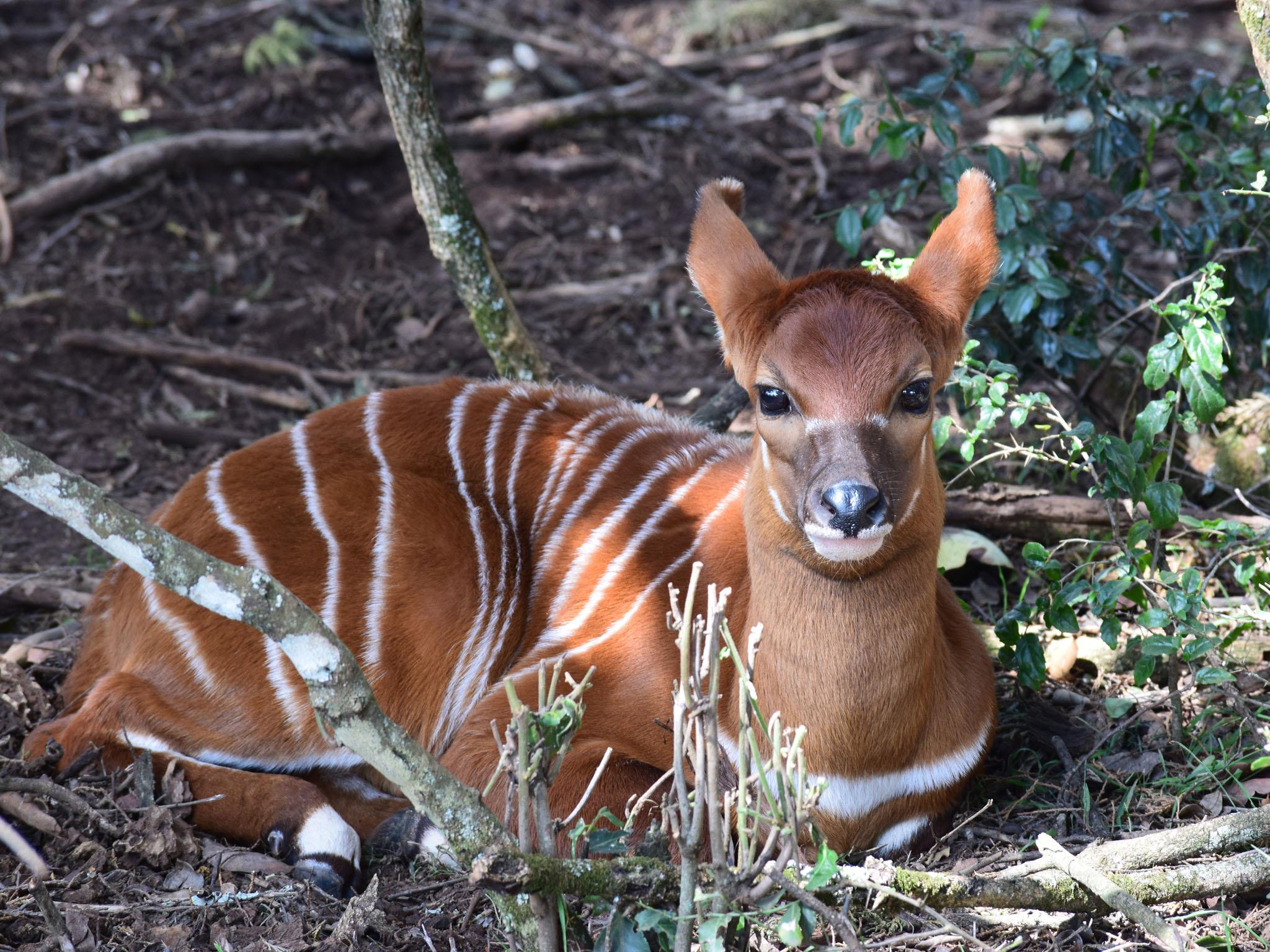 The newest member of the Mountain Bongo community at the Mount Kenya Wildlife Conservancy