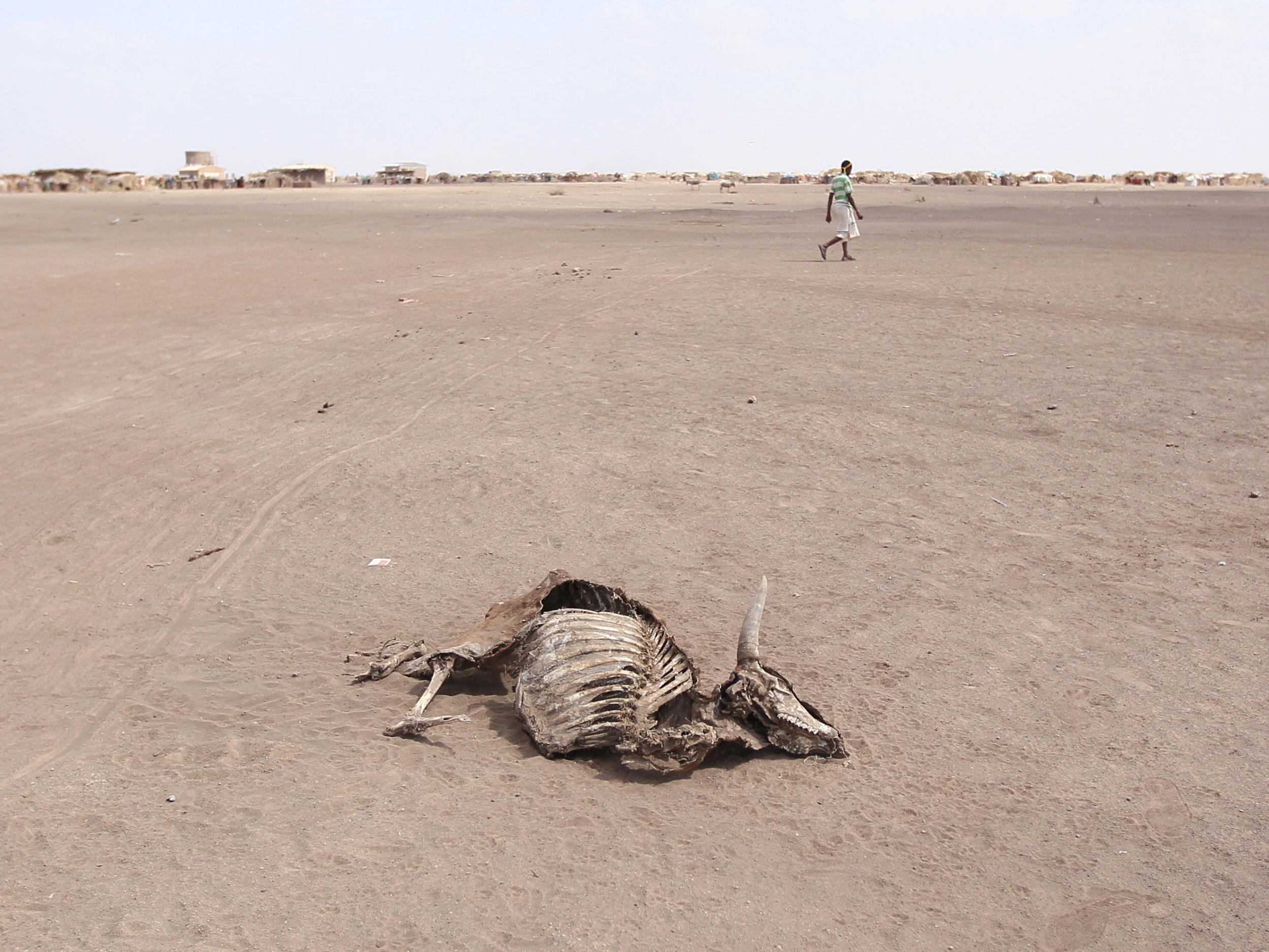 A man walks near the carcass of a dead cow in Farado Kebele in Ethiopia's Somali region