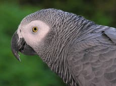 Talking African Grey parrot stolen in ‘devastating’ burglary