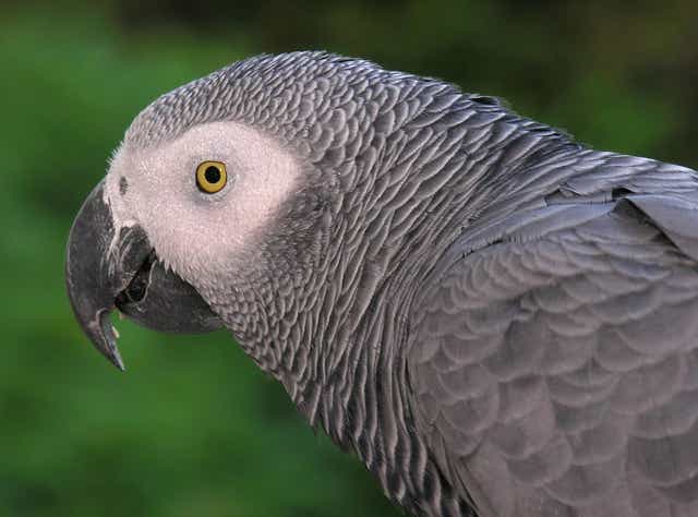 African Grey Parrots are highly intelligent and can perform some tasks with the cognitive level of a 4 - 6 year old human