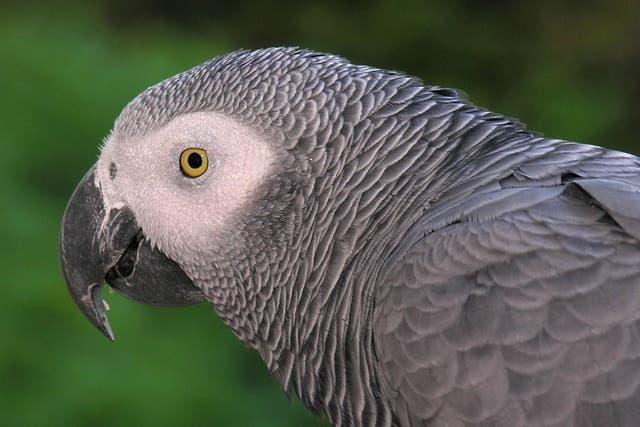African Grey Parrots are highly intelligent and can perform some tasks with the cognitive level of a 4 - 6 year old human