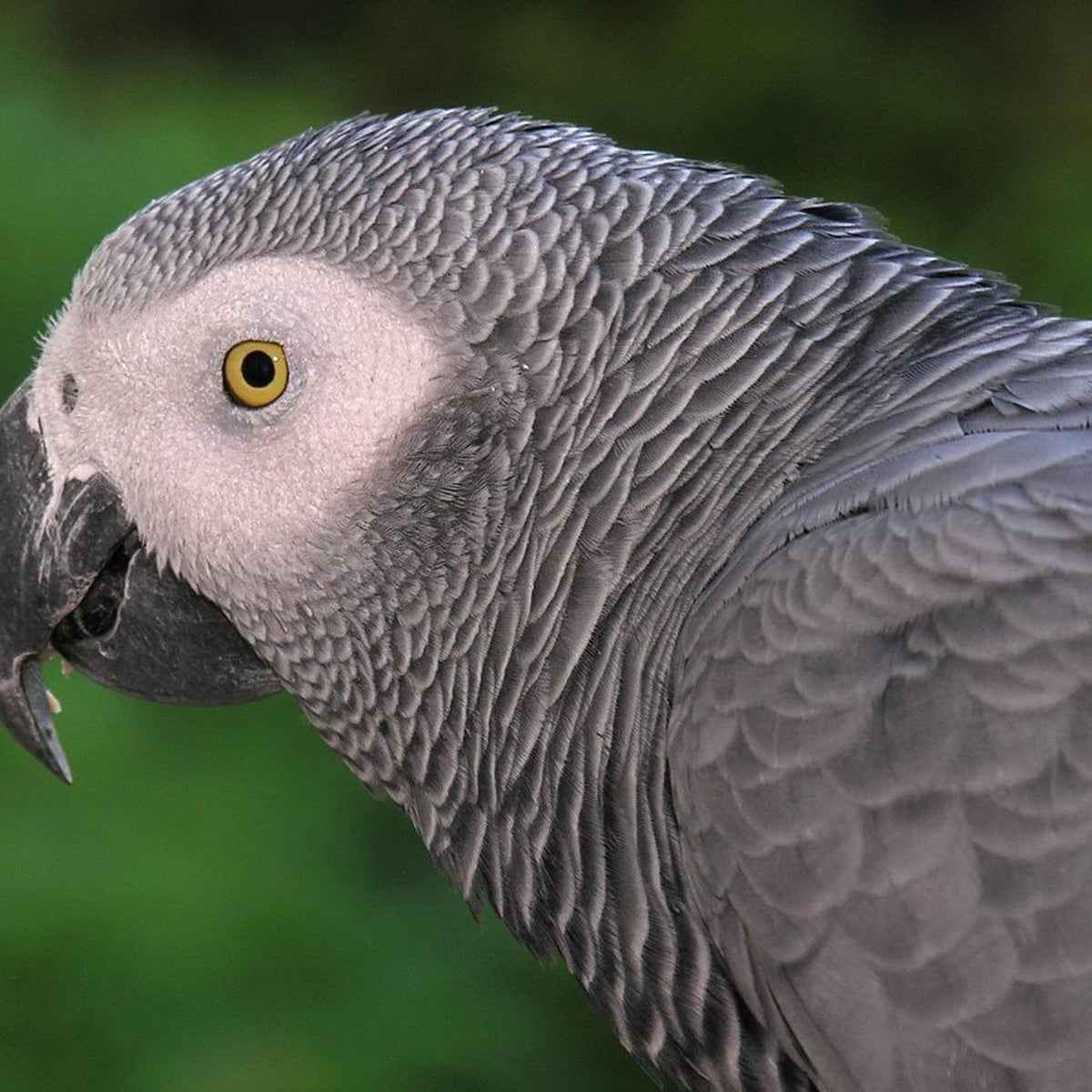 How to Find a Lost African Grey Parrot: The Ultimate Guide