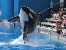 Thomas Cook to stop selling SeaWorld tickets over welfare concerns