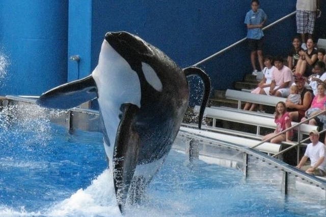 Seaworld’s killer whale Tilikum was involved in the deaths of three people