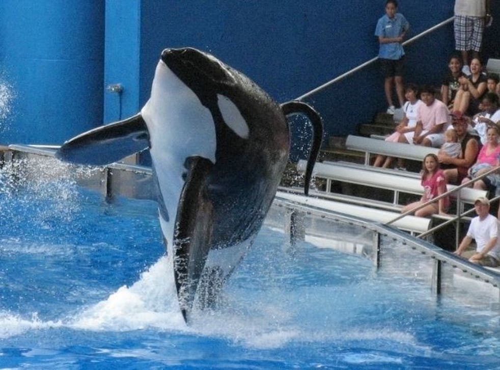 Tilikum died of a persistent bacterial infection in January and was involved in the death of trainer Dawn Brancheau