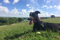Why Newquay is the best place for a dog friendly holiday