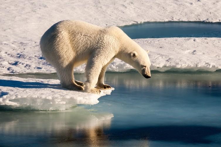 &#13;
Polar bears rely on sea ice for hunting &#13;
