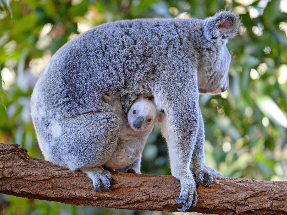 The rare white koala joey is not an albino