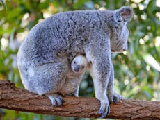 Rare white koala born in Queensland’s Australia Zoo