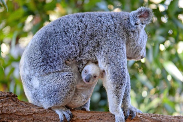 The rare white koala joey is not an albino