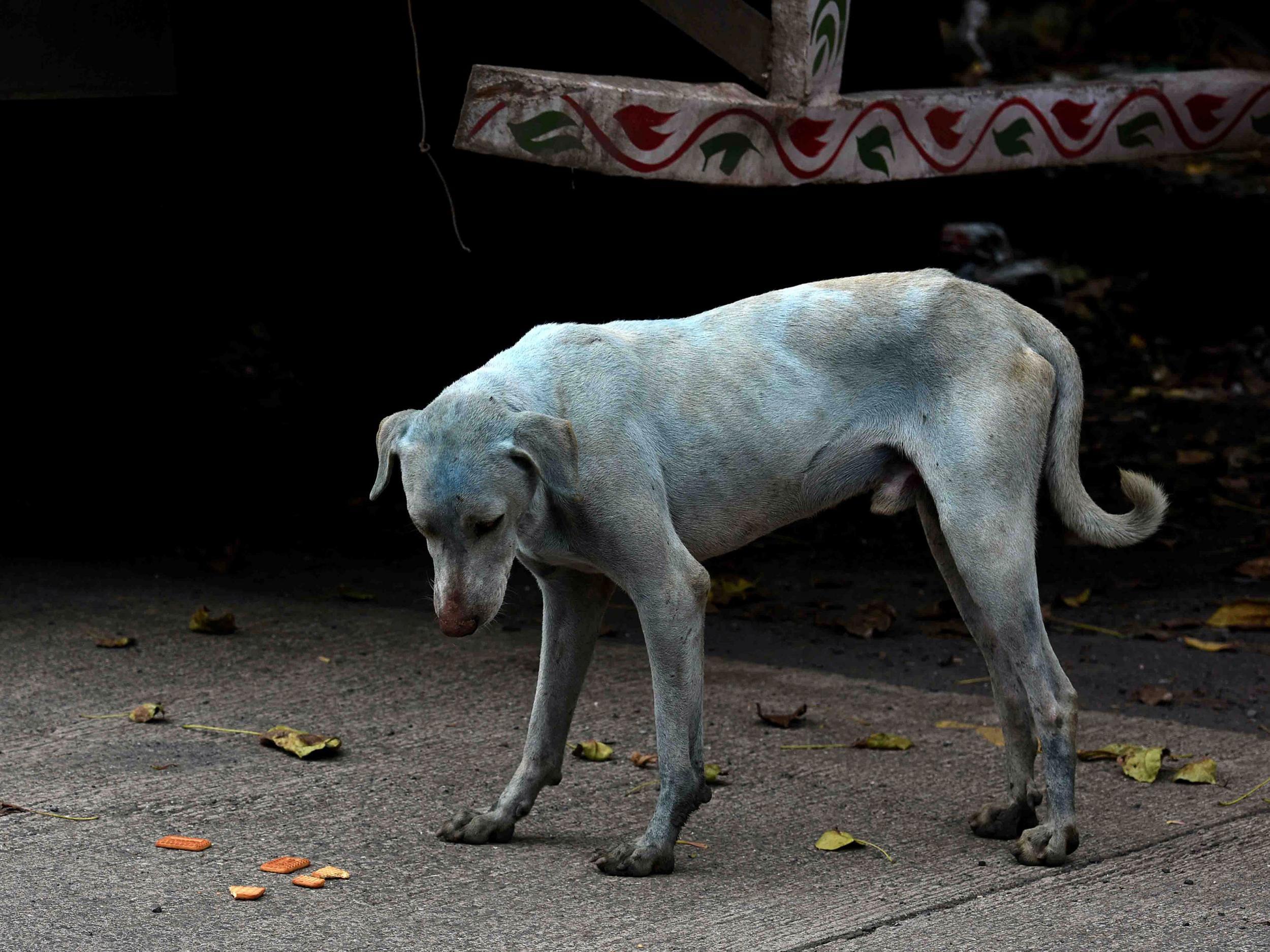 A blue dog is seen in Mumbai