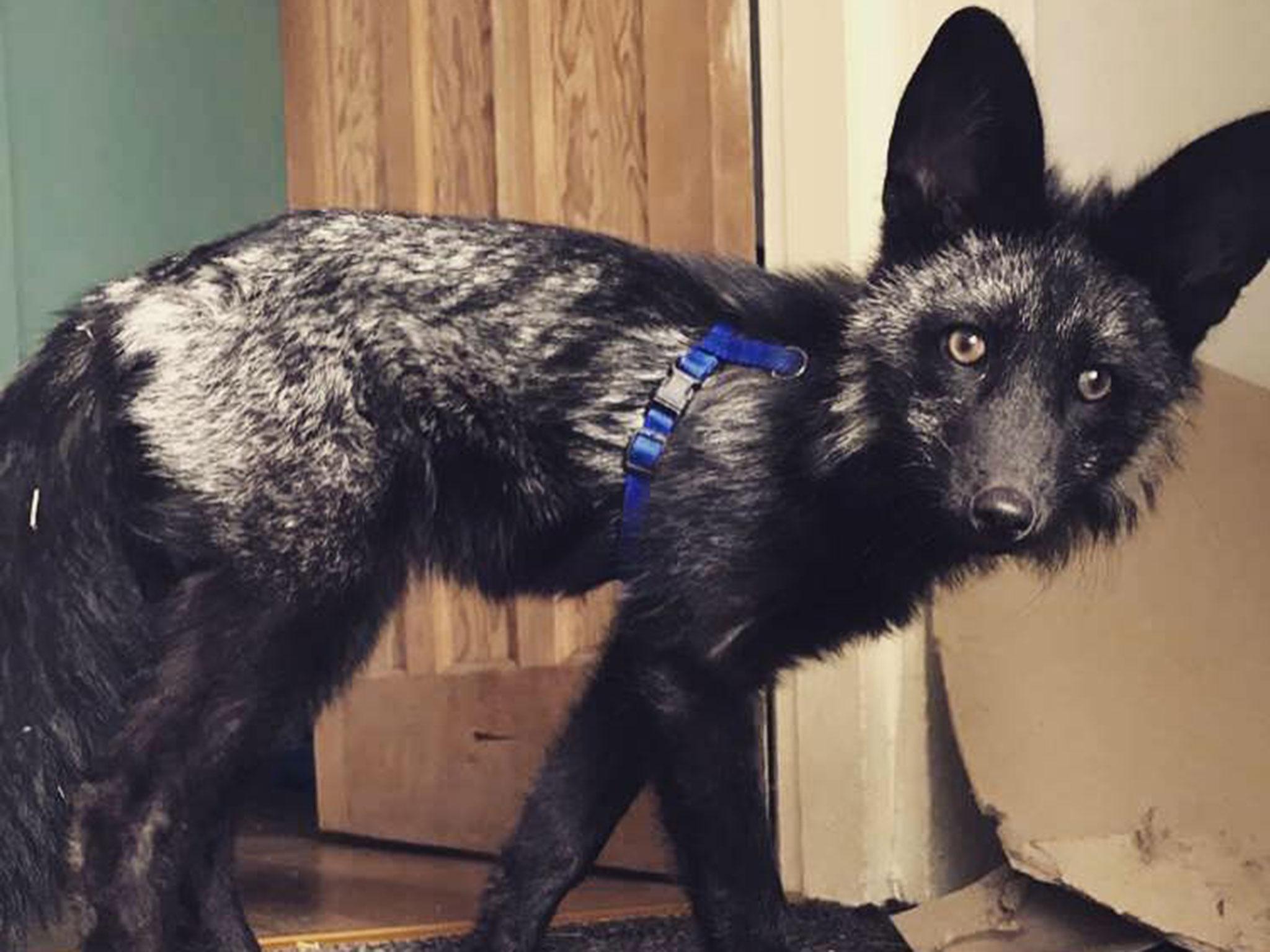 Wilf the black fox had escaped from his enclosure