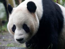 Edinburgh Zoo bans hi-vis vests in case they put pandas off sex 