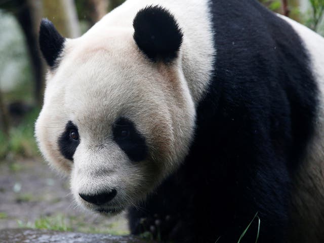 Tian Tian previously gave birth to twins in China
