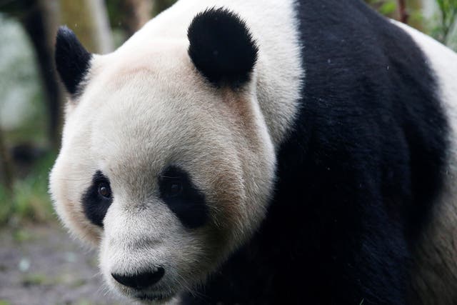 Tian Tian previously gave birth to twins in China