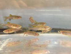 Zebrafish 'willingly dose themselves with opioid drugs'