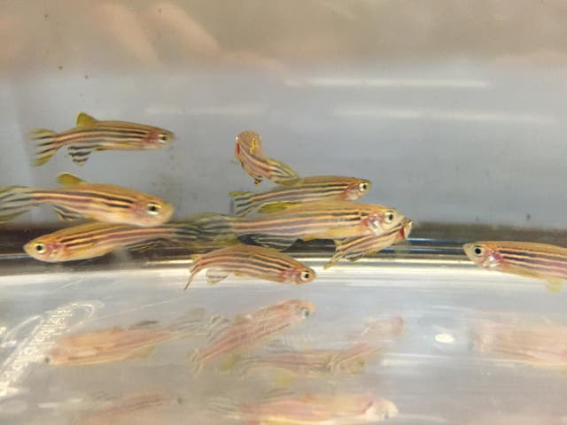 Zebrafish at Utah University's Centralized Zebrafish Animal Resource or 'Czar' facility