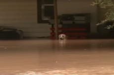 Fears chained-up dogs will drown as hurricane wreaks havoc 