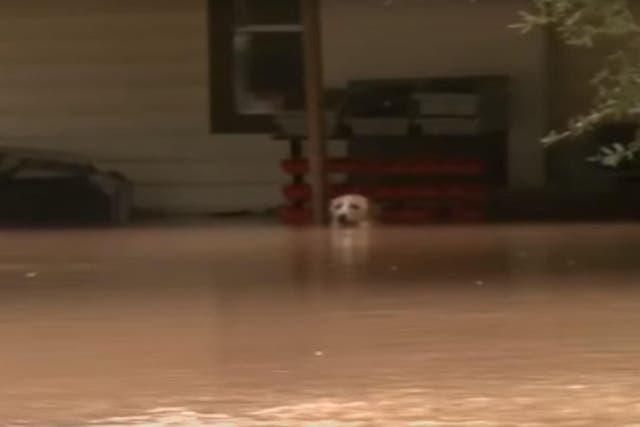 A dog tied up in Fort Bend Country, Texas, during flooding in 2016. It was later rescued.