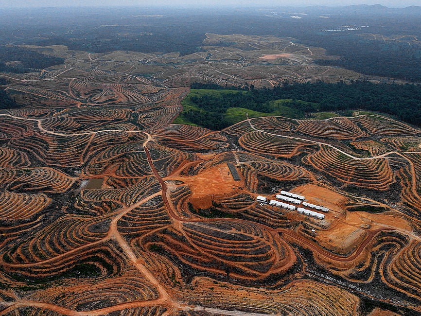 Borneo rainforest cleared for palm oil, widely used in baking and other foods, revealed in a 2014 aerial survey