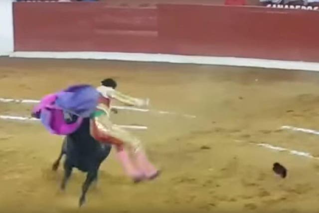 Sergio Flores was carried around the ring on the bull's horn