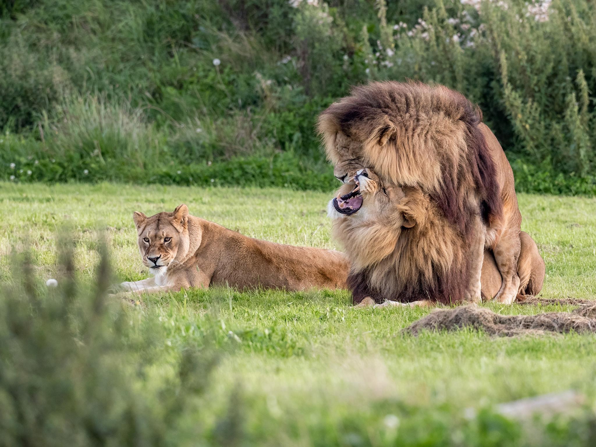 Gay pride Two male lions seen mating at wildlife park The Independent The Independent