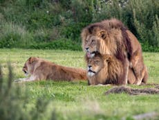 Two male lions seen ‘mating’ at wildlife park