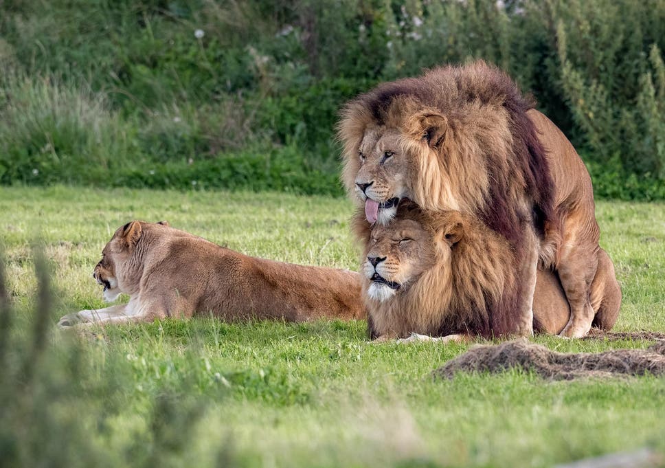 [Image: gay-lions-1.jpg?w968h681]