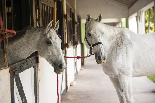 Half Moon Equestrian Centre offers self-esteem boosting workshops
