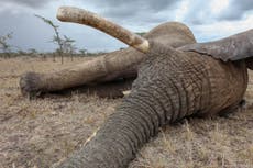 Kenya to increase number of prosecutors to tackle poaching