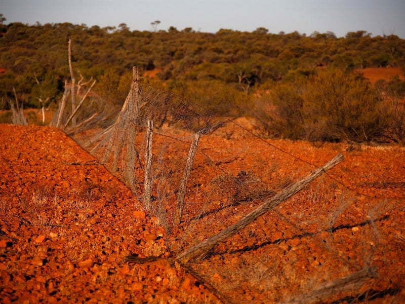 Why there’s a fresh debate about Australia’s most controversial animal