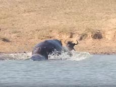 Hippos save wildebeest from battle with crocodile