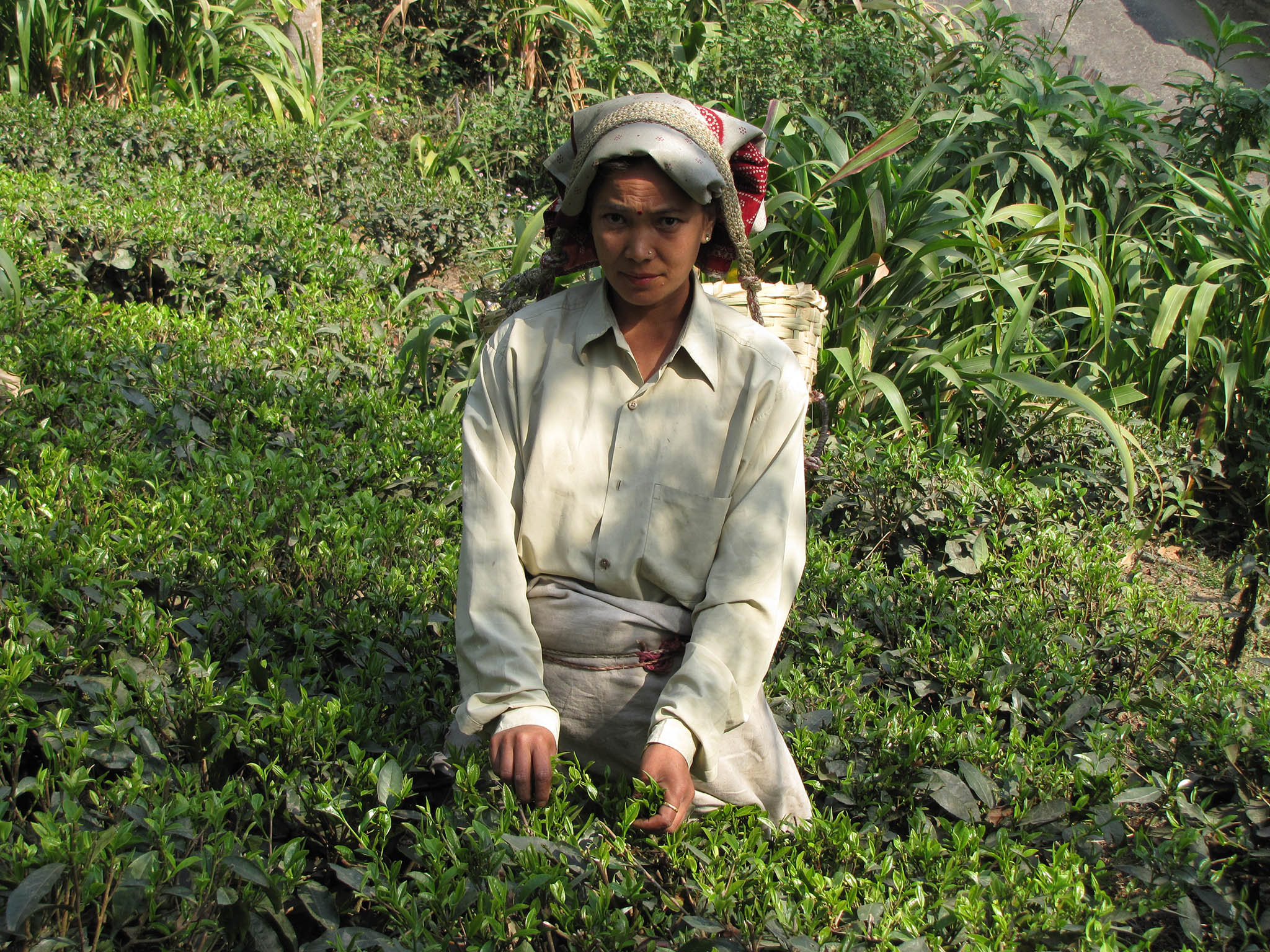 The Makaibari estate in West Bengal, India, is one of Rare Tea’s certified sources
