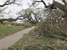 1,000-year-old Texas oak tree survives deadly storm