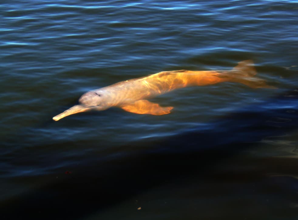 A new species of pink river dolphin, Inia araguaiaensis