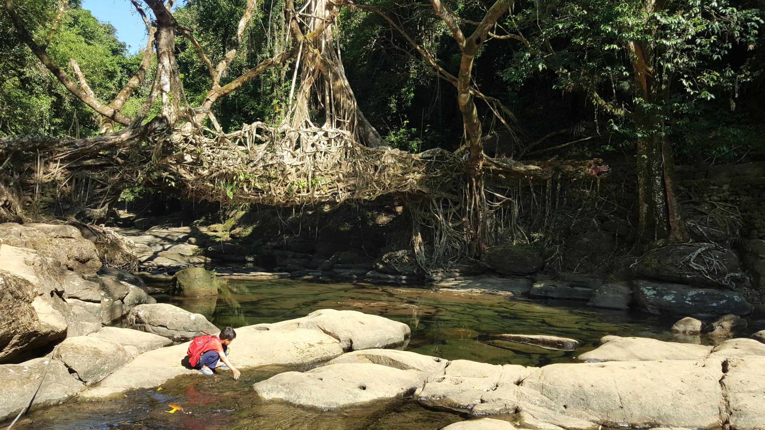 The area is famous for its living root bridges (Charukesi Ramadurai)