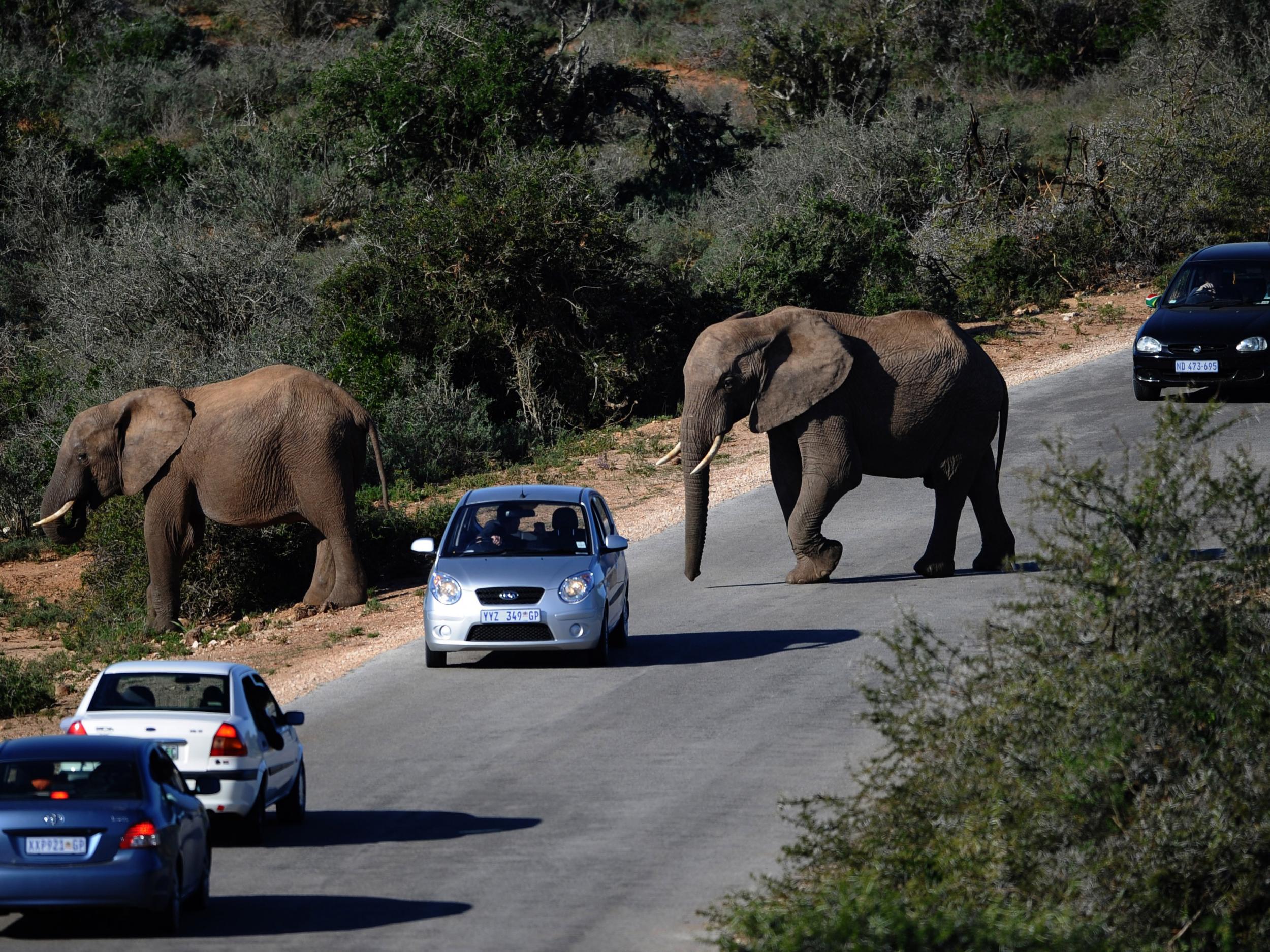 Elephants, pictured here in South Africa, can often be endangered when then wander near human settlements