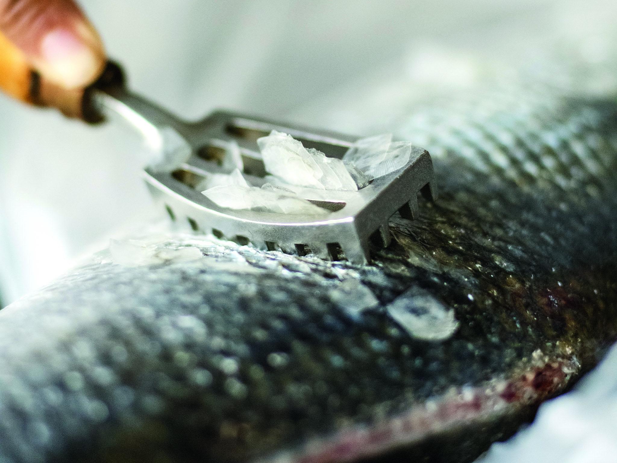 2. Use a fish scaler or the back of a knife to descale the fish: hold the tail and scrape the scales off from tail to head. This will be messy!