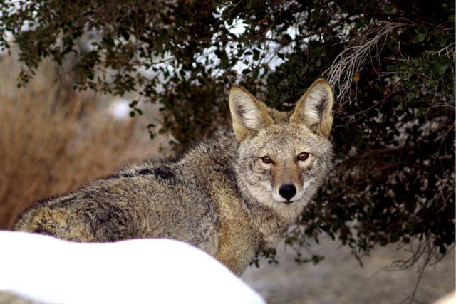 Wild, infected coyotes that look like 'zombie dogs' are roaming the streets of suburban Chicago according to police 