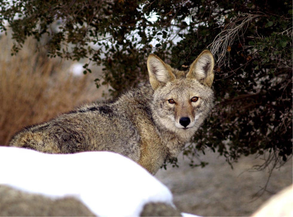 Wild, infected coyotes that look like 'zombie dogs' are roaming the streets of suburban Chicago according to police 
