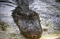 Alligator killed and possibly ate woman walking her dogs, police say