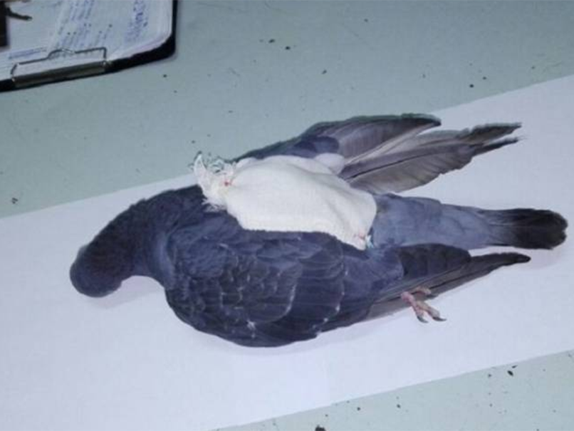 Police became suspicious of the pigeon which had been flying in and out of the Colonia Penal jail in Santa Rosa
