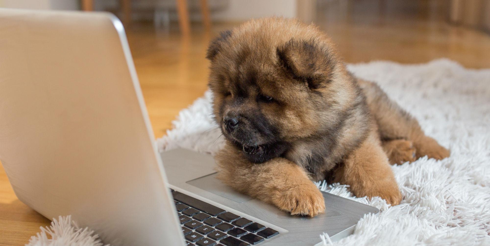 People are in love with this smol pupper and his mini 