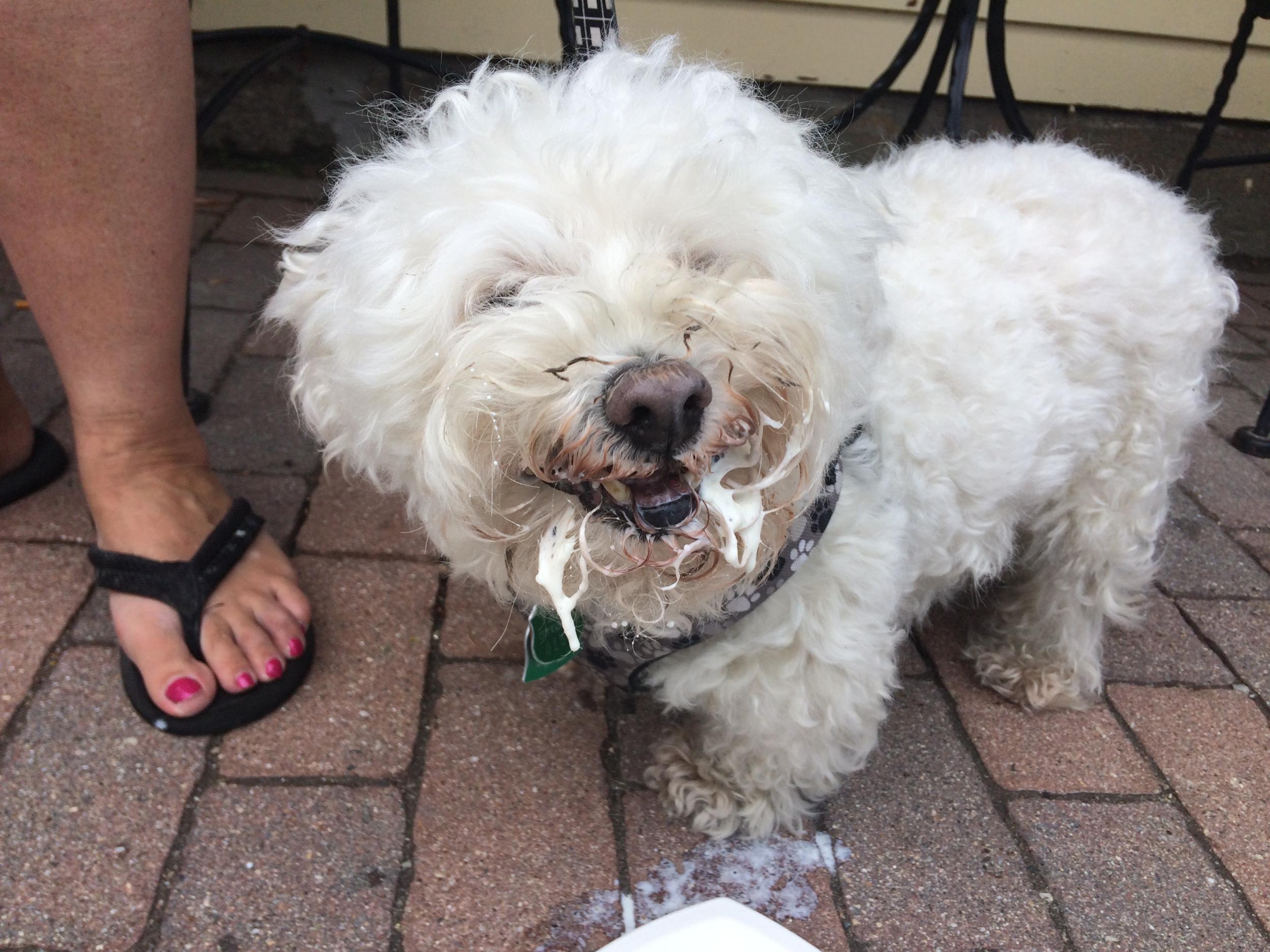 Dogs get special ice cream on the tour