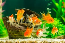 Belgian hotel offers to rent fish to lonely guests