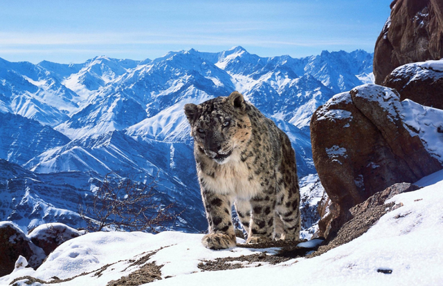 A snow leopard on ‘Planet Earth II’