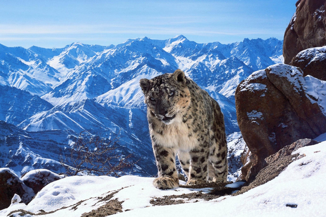 A snow leopard on ‘Planet Earth II’