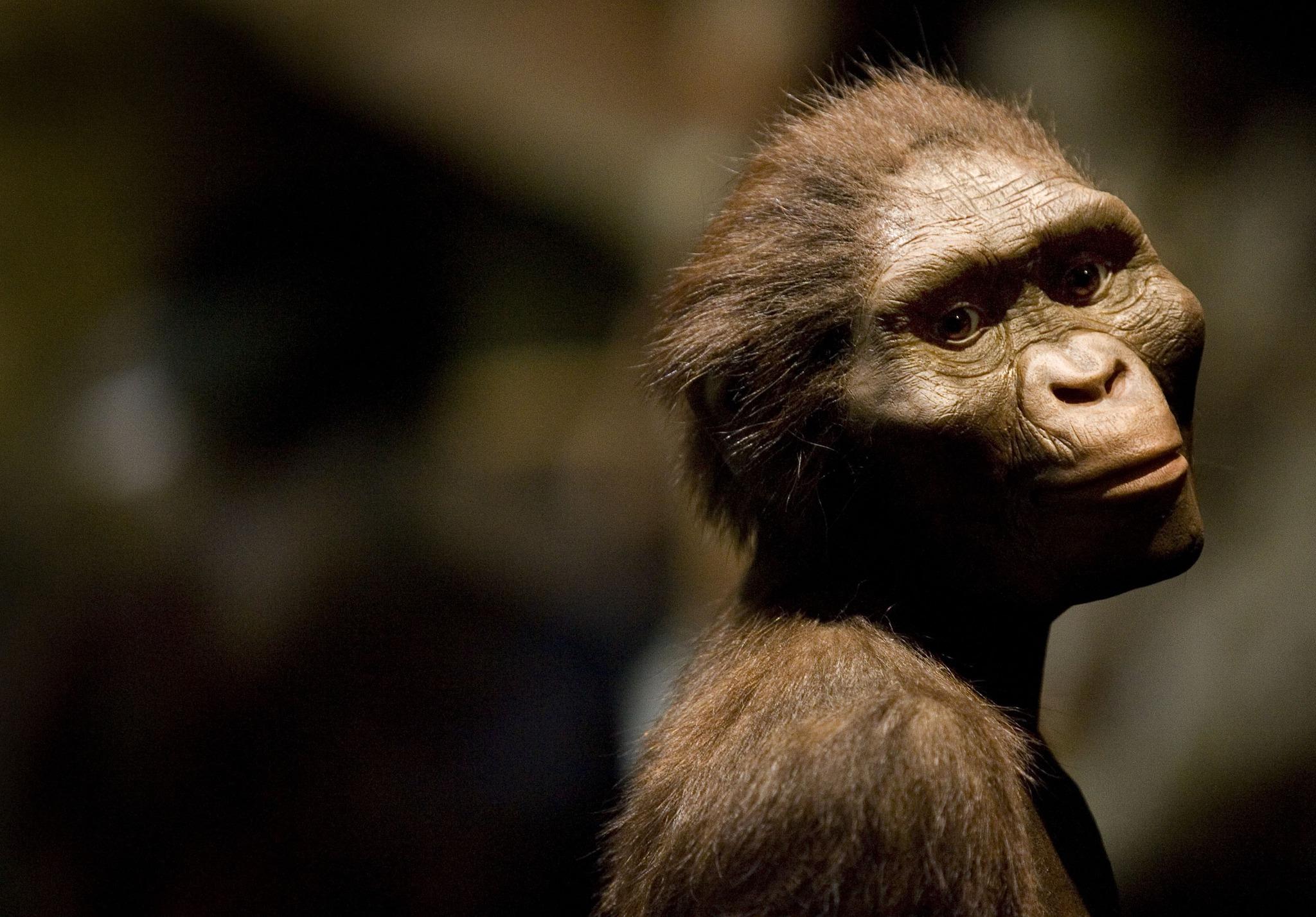 A sculptor's rendering of the hominid Australopithecus afarensis